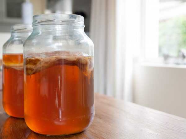 Как приготовить чайный гриб, свойства чайного гриба, польза чайного гриба, как вырастить чайный гриб, уход за чайным грибом