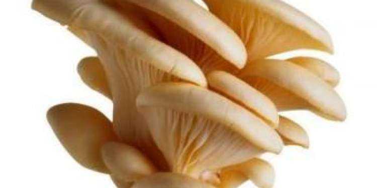 Как лучше закрыть грибы вешенки на зиму: видео и рецепты домашних заготовок
