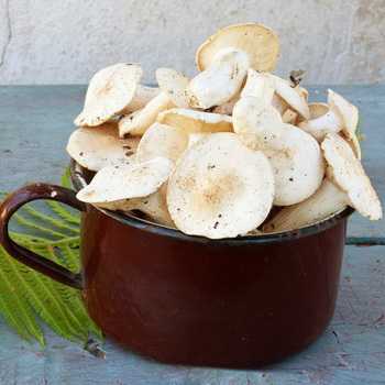 Солим рядовки серые или грибы подзеленки: горячим и холодным способом, заготавливаем на зиму