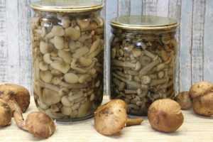 Как посолить опята: рецепты приготовления на зиму соленых грибов горячим и холодным способом