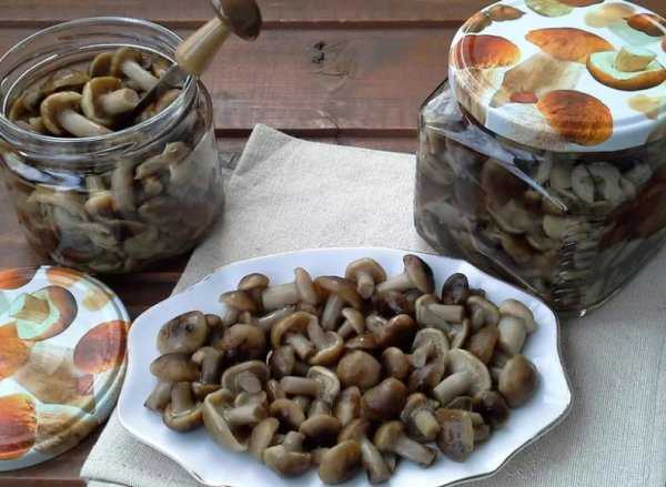 Как посолить опята: рецепты засолки грибов в домашних условиях