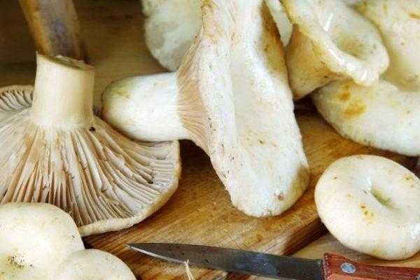 Икра из груздей на зиму: топ-10 рецептов приготовления из сырых и сухих грибов с фото