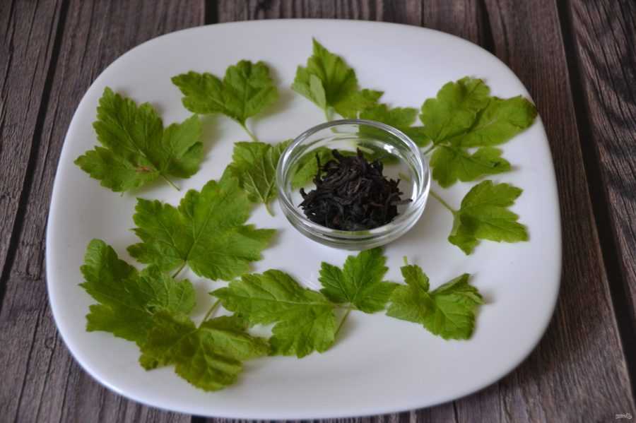Как сушить листья смородины для чая: два лучших способа