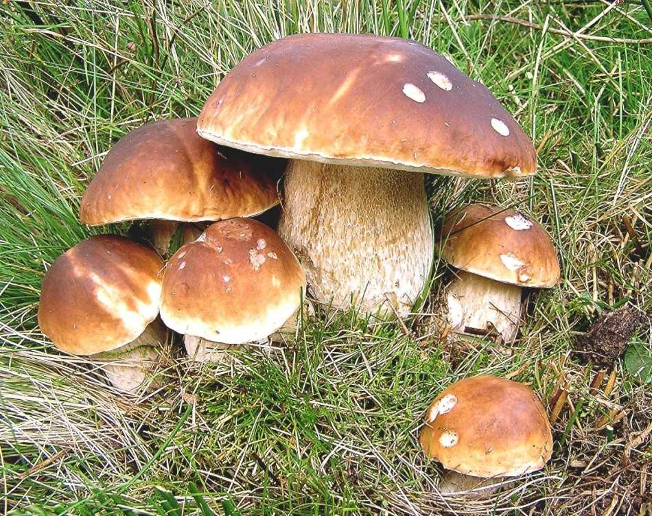 Как хранить соленые грибы в домашних условиях. тонкости и хитрости гранения солёных грибов: закатанных в банки или без закатки