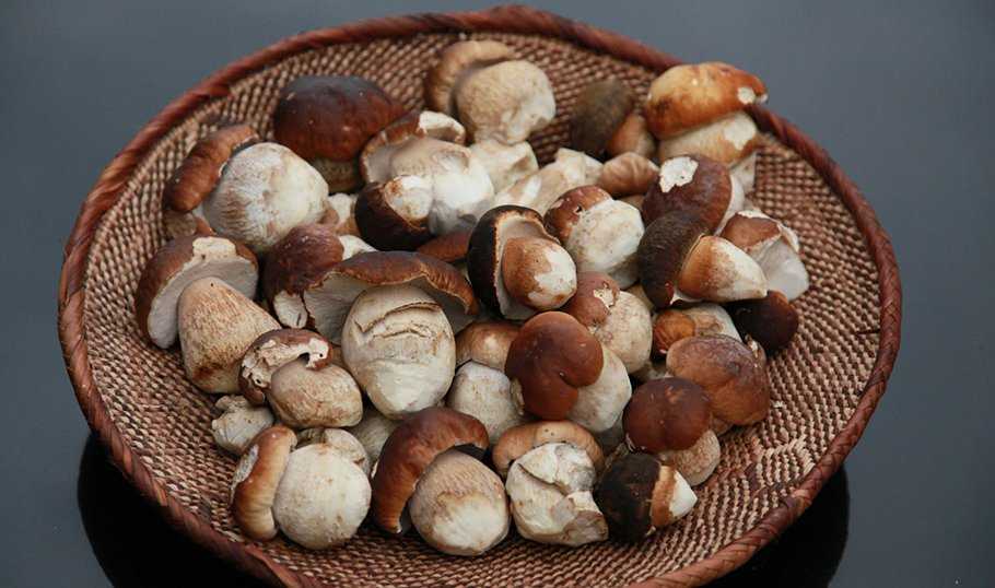 Сколько и как варить грибы опята: до готовности, перед жаркой и заморозкой (+18 фото)?