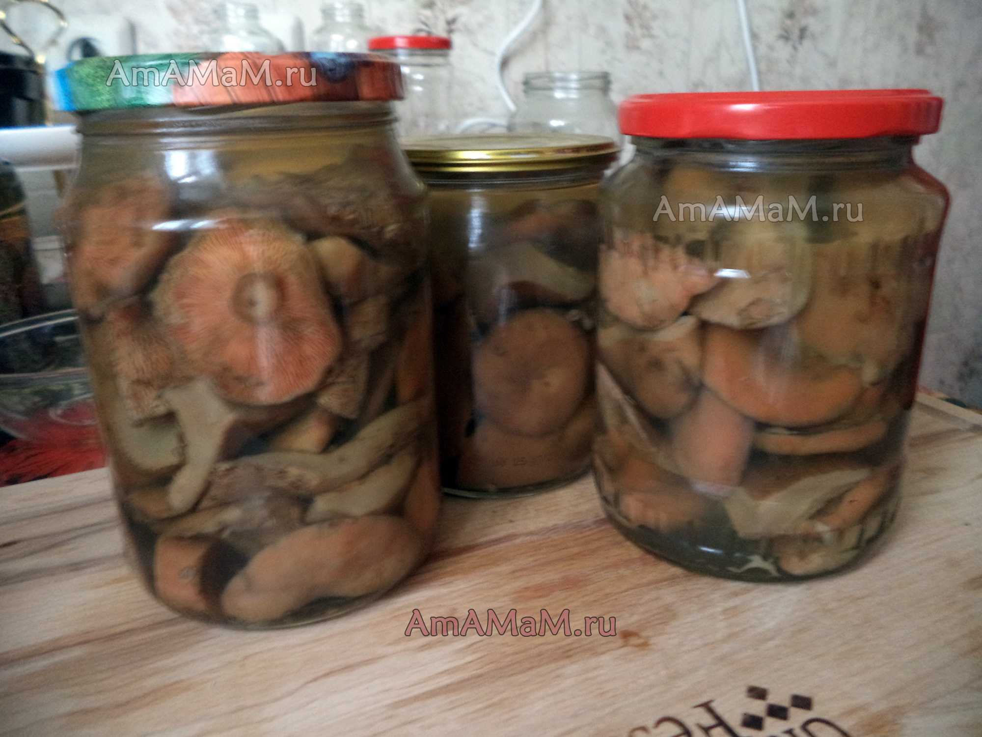 Как солить рыжики - рецепты засолки грибов  холодным, горячим способом и в бочке