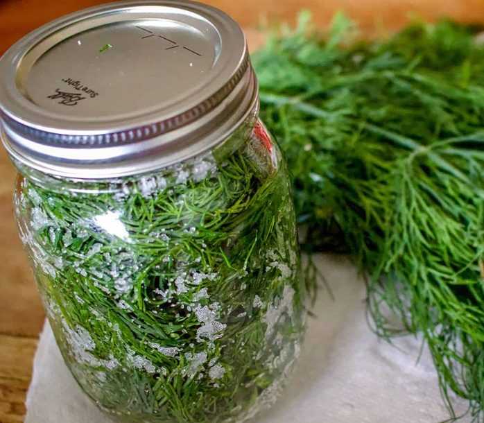Способы, как засолить укроп на зиму в банках: рецепты засолки зелени, как хранить соленый продукт