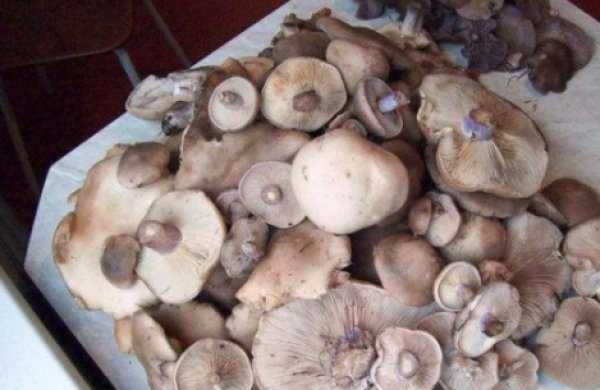 Рядовки маринованные: простые рецепты заготовки грибов на зиму