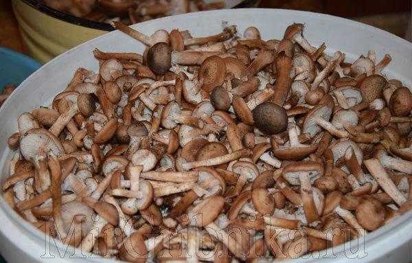 Как заморозить грибы на зиму: свежие, вареные, подготовка грибов к заморозке, хранение в морозилке