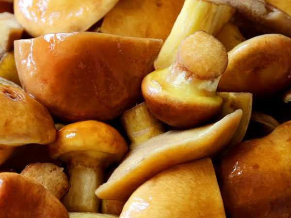 Как правильно готовить маслята: 5 лучших рецептов. Сколько времени необходимо на приготовление грибов. Полезные советы. В каких блюдах используют свежие и замороженные маслята.