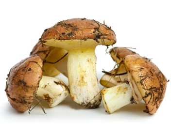 Сколько и как варить и жарить белые грибы: до готовности и перед заморозкой (+20 фото)