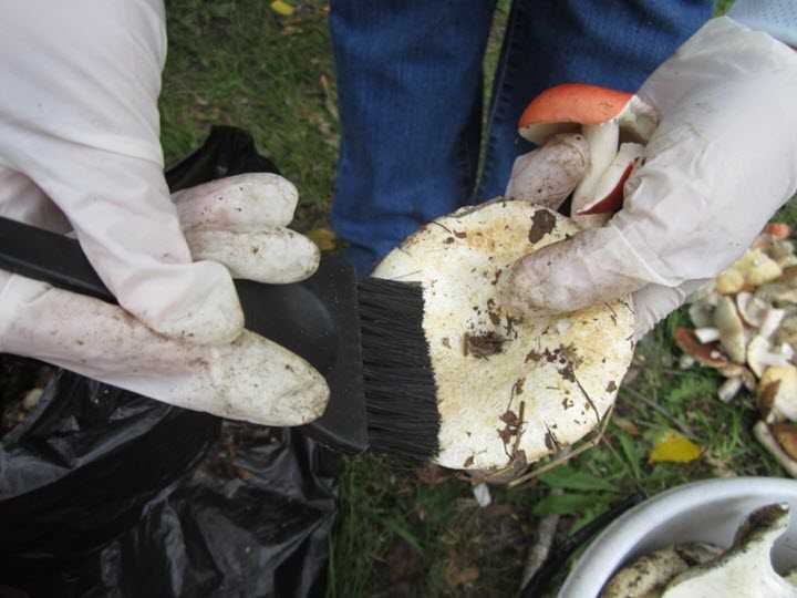 Как солить черные грузди - польза и вред грибов и лучшие способы их засолки