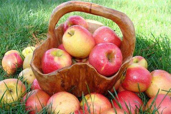 Что приготовить из яблок на зиму, кроме варенья и компота