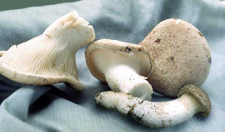Как сушить грибы в домашних условиях правильно
