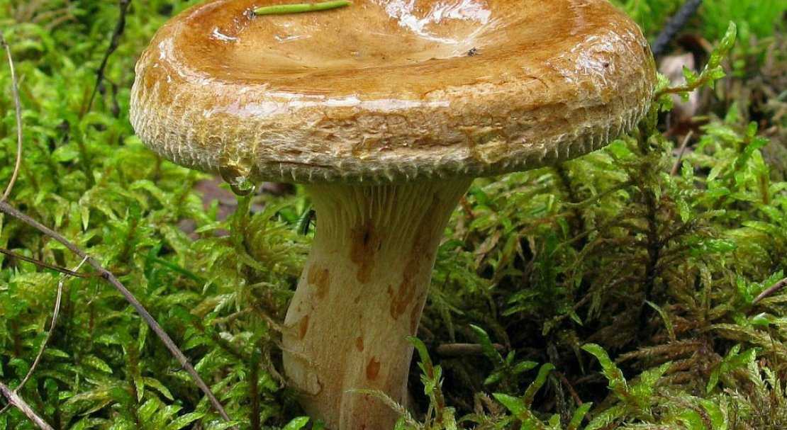 Маринованные грибы: подборка лучших рецептов