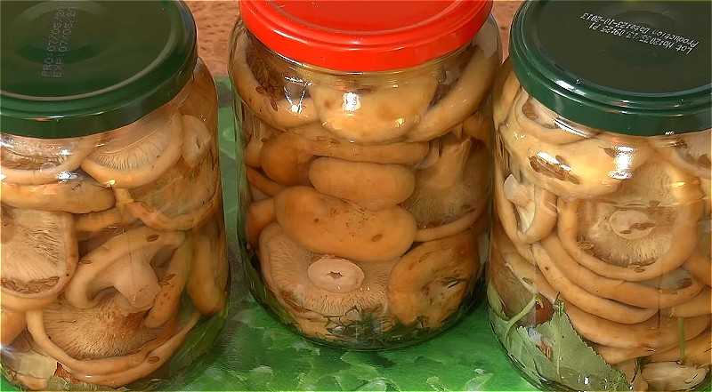 Квашеный гриб: рецепты с капустой, мясом и другими ингредиентами, условия хранения, а также как убрать кислоту из полученного продукта и прочие нюансы