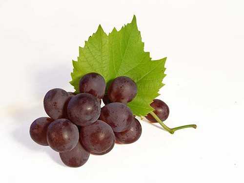 Виноград изабелла: как приготовить домашнее вино из винограда в домашних условиях, простые рецепты