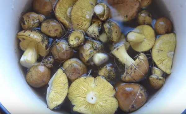 Подтопольники маринованные на зиму. как солить и мариновать грибы?