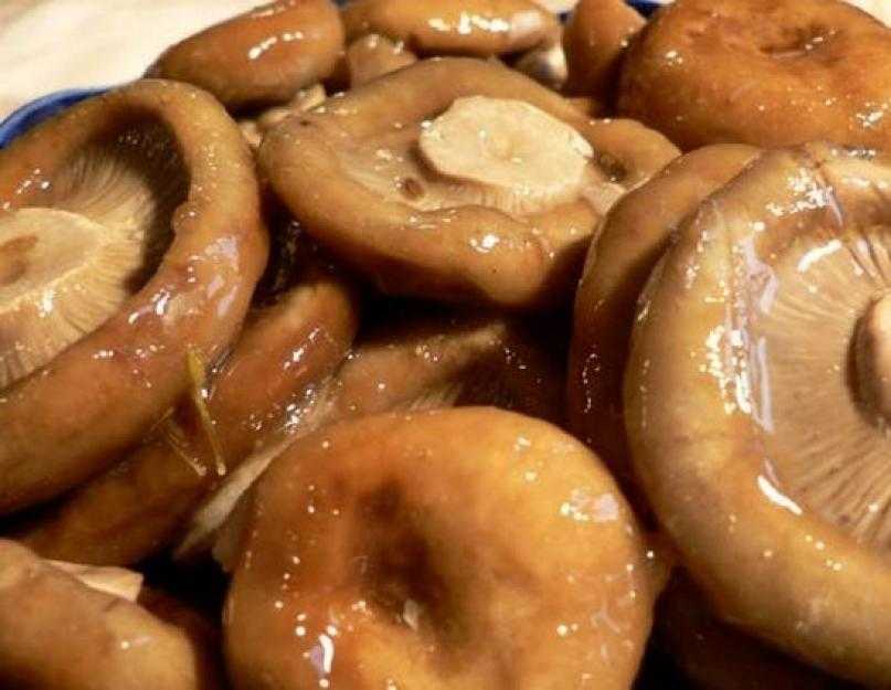 Можно ли приготовить грибы свинушки: соленые, жареные, маринованные, вареные. Как сделать грибную икру. В чем опасность свинушек.
