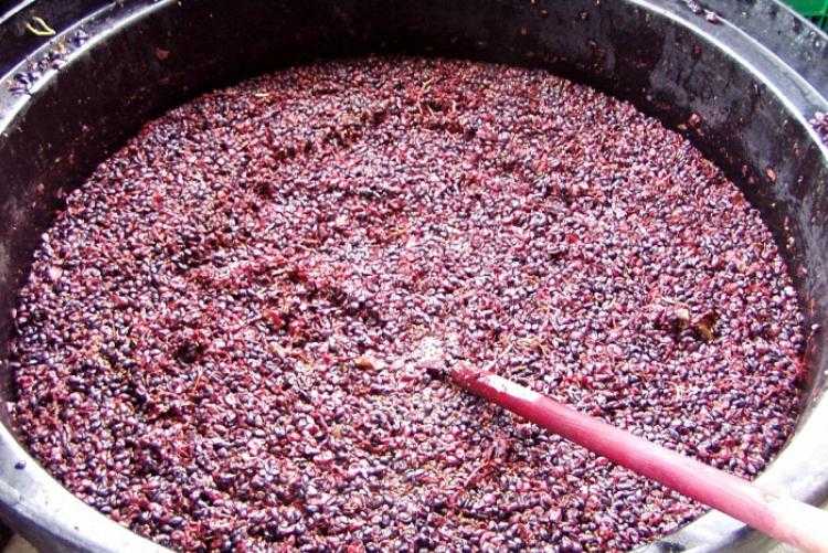 Чача из винограда в домашних условиях — простые рецепты