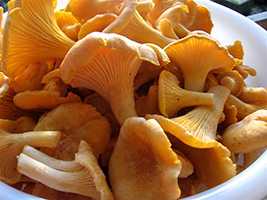 6 лечебных свойств грибов лисичек, а также противопоказания для человека и способы применения