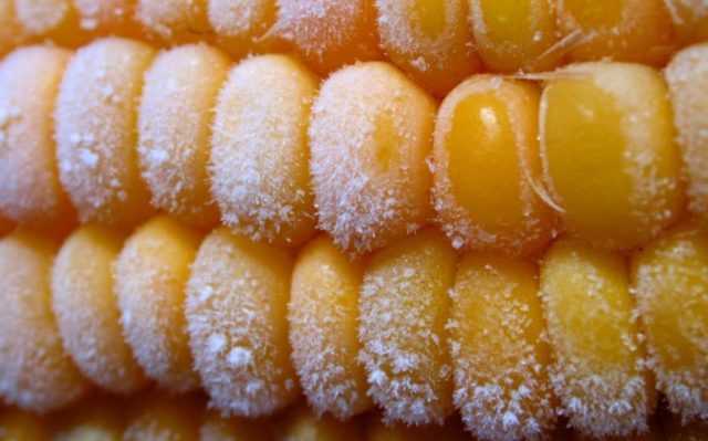 Как заморозить кукурузу на зиму, топ-4 рецепта