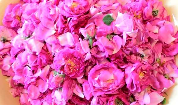Варенье из лепестков роз: рецепты с фото пошагово