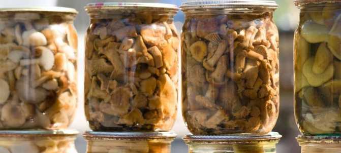 Сколько можно хранить замороженные грибы в домашних условиях в морозилке