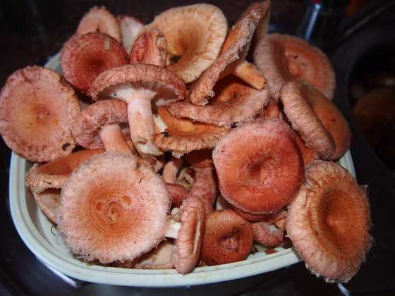 Как солить грибы - рецепты засолки горячим и холодным способом, как хранить и какие грибы солить