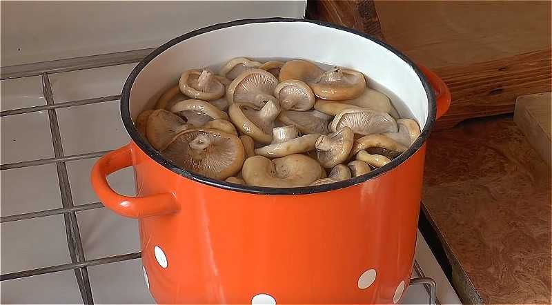 Как солить волнушки на зиму в домашних условиях горячим и холодным способом. как правильно мариновать грибы