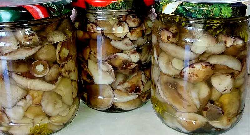 Как готовить маслята: рецепты приготовления грибов, полезные свойства и противопоказания
