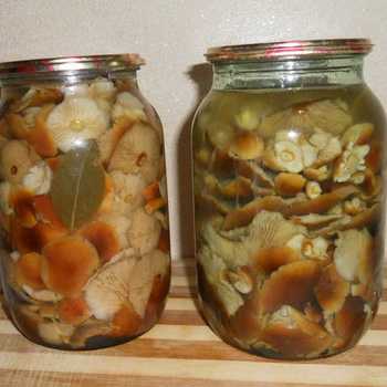 Засолка опят горячим способом в банках: простые рецепты заготовок из грибов на зиму