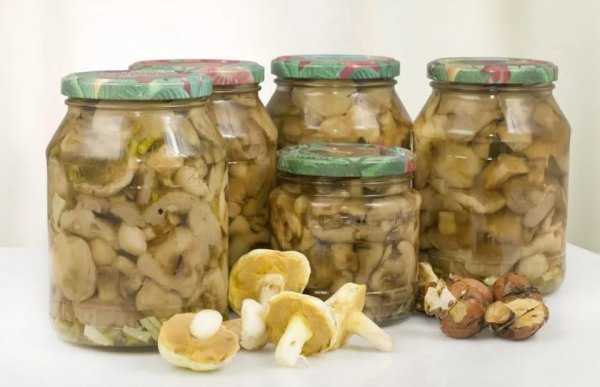 Как готовить грибы сыроежки - 10 рецептов приготовления