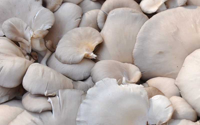 Cколько жарить белые грибы | советы как пожарить белые грибы вкусно