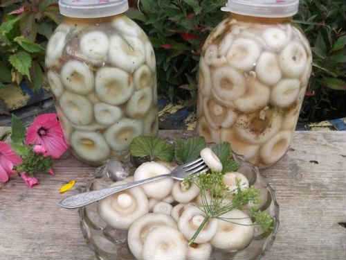 Квашеный гриб: рецепты с капустой, мясом и другими ингредиентами, условия хранения, а также как убрать кислоту из полученного продукта и прочие нюансы