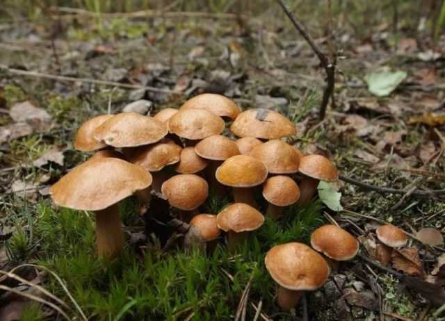 Маринованные грибы козлята (козляки): как вкусно и правильно замариновать - растения и огород