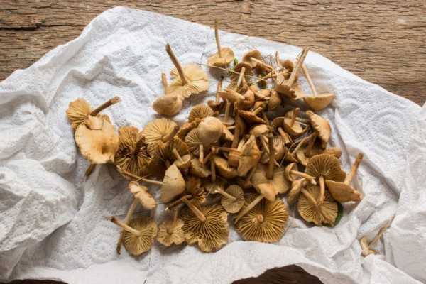 Как хранить соленые грибы в домашних условиях
