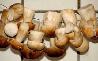Как правильно сушить грибы в домашних условиях и что приготовить из сушеных грибов