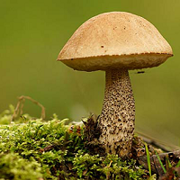 Варить грибы перед жаркой – как варить грибы перед жаркой? – шашлыкофф