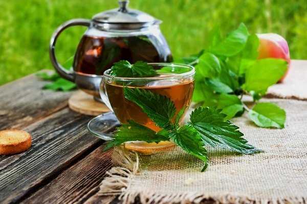 Чай из крапивы: польза и вред, как приготовить крапивный напиток, рецепты и лечебные свойства