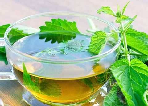Чай из крапивы: польза и вред, как приготовить крапивный напиток, рецепты и лечебные свойства