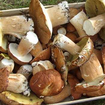 Переработка и хранение грибов: способы соления, маринования на зиму, варки и жарки в домашних условиях