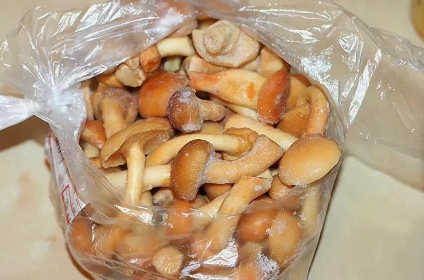 Заморозка опят на зиму: подготовка грибов к заморозке правила заморозки сроки хранения Какие блюда можно приготовить из замороженных опят