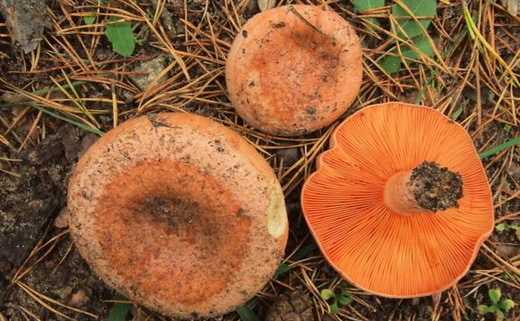 Разберемся, сколько отваривать грибы рыжики по времени