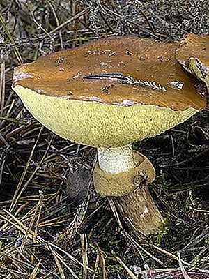Как приготовить маховики грибы правильно. как готовить грибы моховики: несколько отличных рецептов