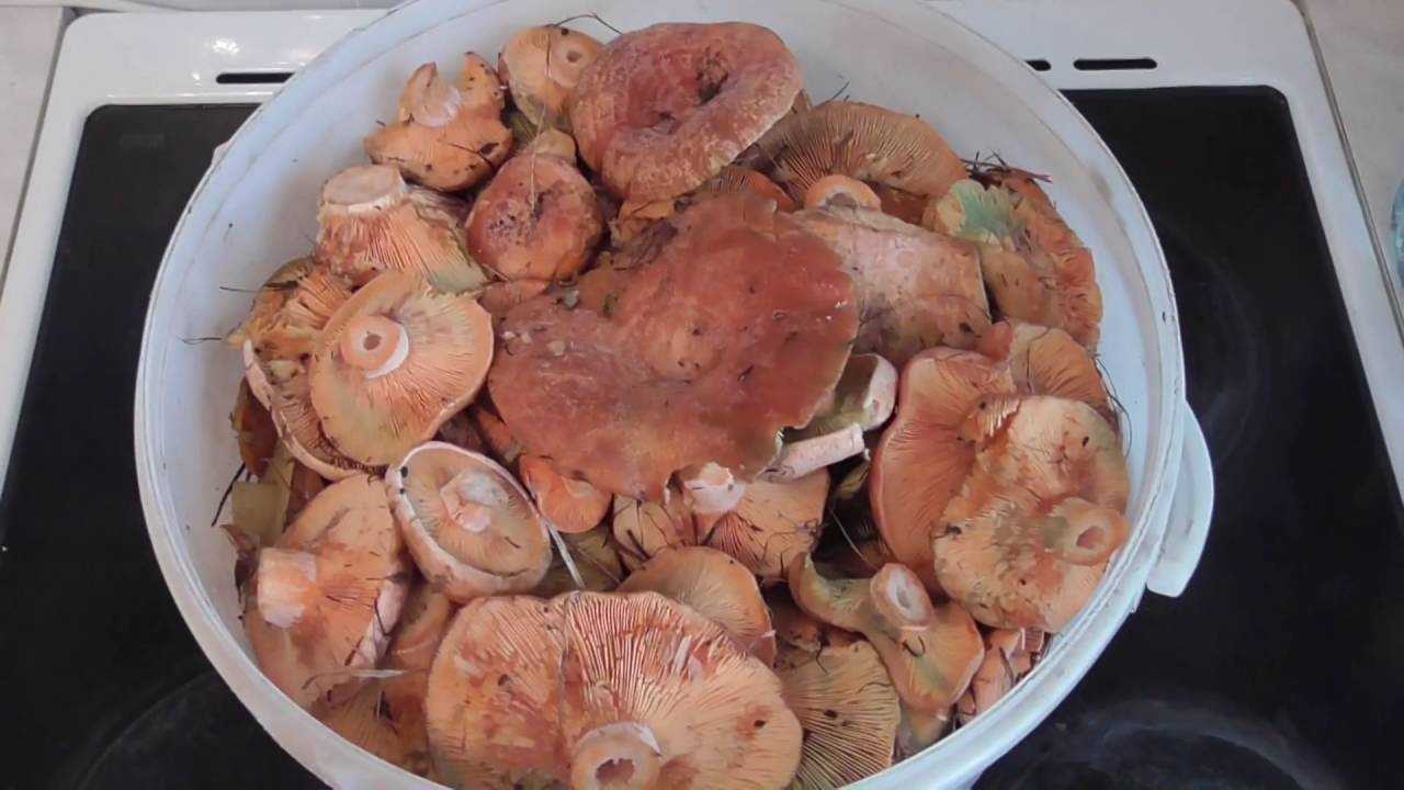 Рецепт соленых рыжиков холодным способом: подготовка грибов, выбор посуды. Экспресс-способ и рецепты солений на зиму. Время, условия хранения соленых рыжиков.