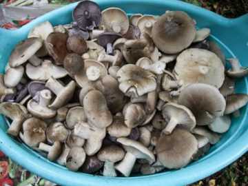 Как вкусно приготовить съедобные грибы рядовки: рецепты маринования, засолки и других блюд