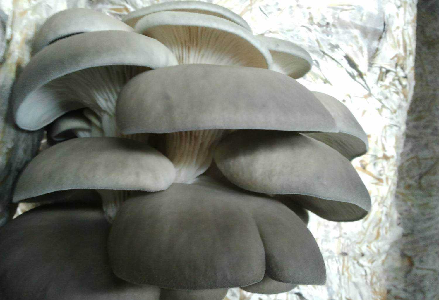 Как сушить грибы: на нитке, в духовке, в микроволновке и в электросушилке
