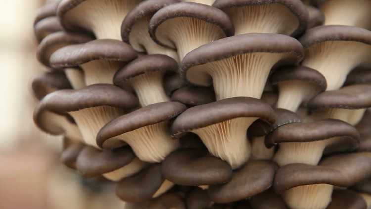 Как сушат белые грибы в домашних условиях