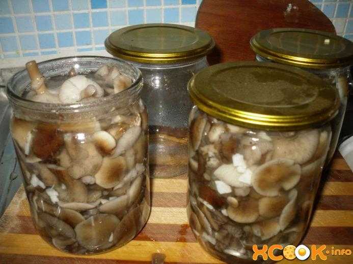 Как обработать и приготовить маслята, как выглядят грибы, способы их очистки и варианты вкусных блюд